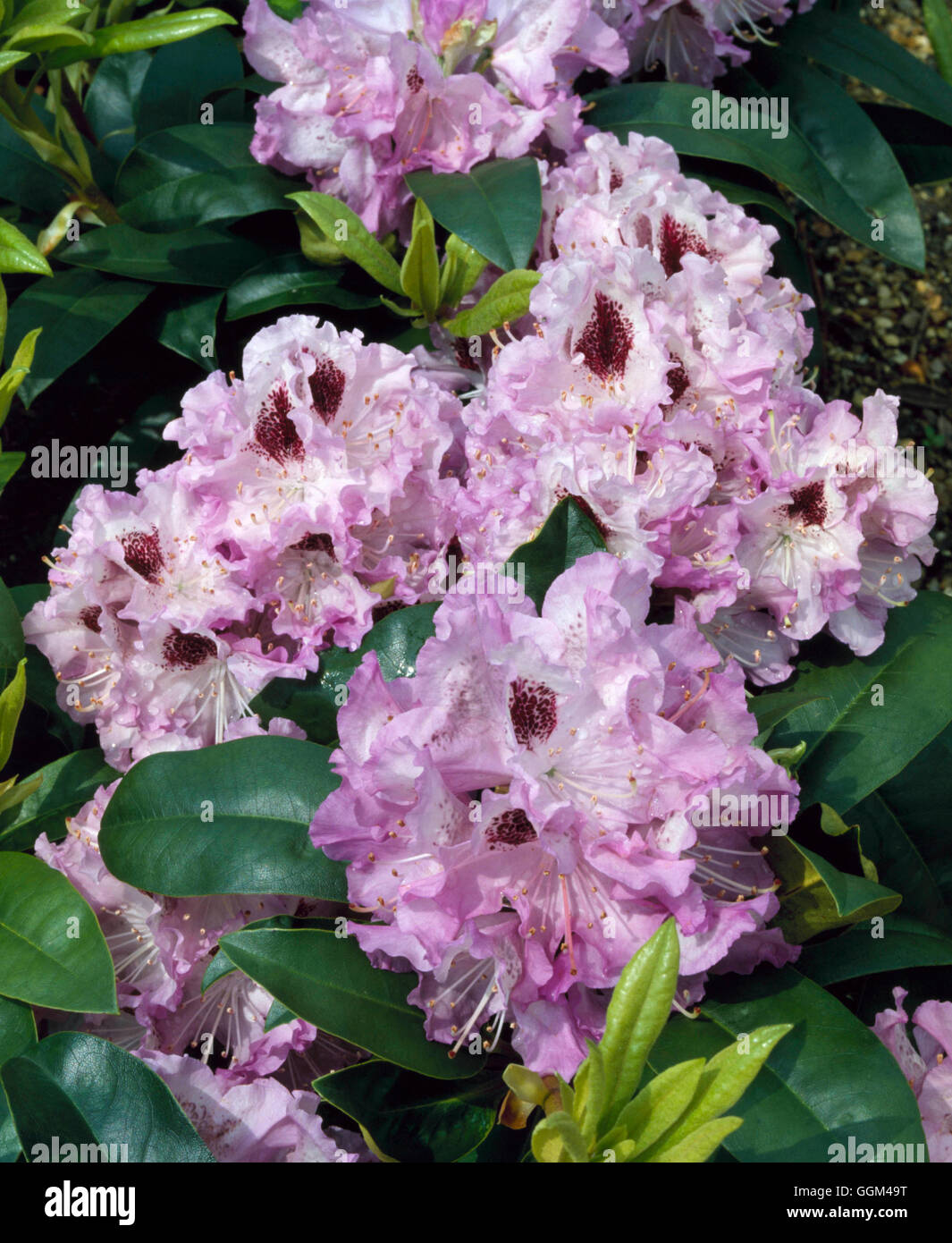 Rhododendron - `Blue Peter' AGM   RHO042763 Stock Photo